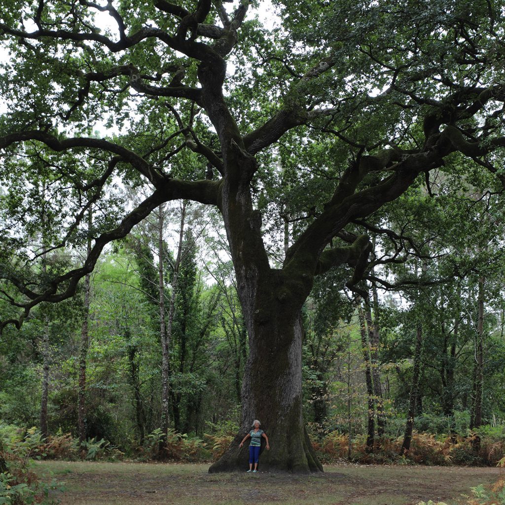 Stage QI GONG Taoïste. Harmonie avec la nature – 02 Octobre 2022_(Finalisé)